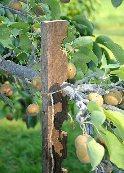 Adjustable fruit tree branch height post